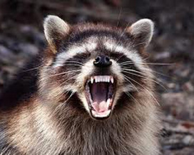 dream raccoon attack